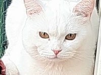 Safkan british kediler