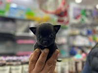 Bardak boy teacup minnak şivava yavrular