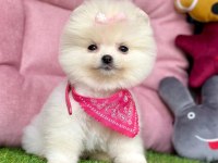 Sevimli Pomeranian Boo Yavrularımız