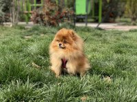 GERÇEK AYI SURAT KALİTELİ DİŞİ İSTEYENLERE POMERANİAN