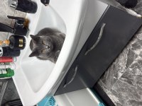 9 aylık oyuncu british shorthair erkek gri