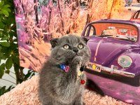 Uygun verilecek british shorthair yavrular