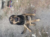 oyuncu gecemiz alman kurdu