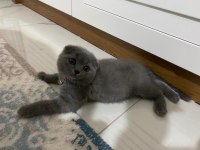 4 aylık scottish fold miniklerim acil sahiplendirilecektir
