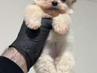 Sevgiliden sevgiliye pomeranian boo