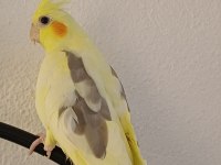 El besleme sultan papağanı
