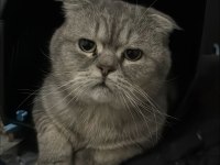 Scottish fold kedimiz