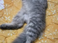 Acil chinchilla sahiplendirme