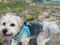 1 yaşında komut ve itaat eğitimli köpeğimiz