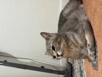 Dişi British Shorthair