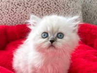 British Longhair Yavrularımız