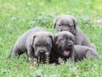 Harika Anatomi Cane Corso Yavrular