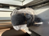 Scottish Fold Dişi 2 yaşında ÜCRETSİZ