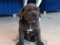 Cane corso yavrular