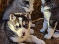 Safkan Husky yavrularım
