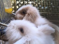 HOLLANDA TEDDY LOP TAVŞANI DİŞİ VE ERKEK