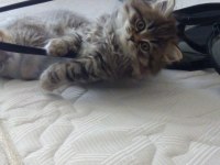 BRİTİSH LONGHAİR 2 AYLIK ERKEK