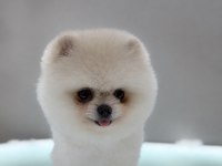 OYUNCAK GİBİ ORJİNAL POMERANIAN BEYAZ YAVRUMUZ