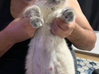 Ücretsiz sahiplendirme british shorthair kedimiz