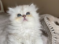 British Longhair bebeklerimiz