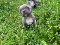 Blue bir dişi ve bir erkek french bulldog