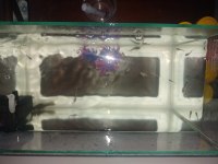 2.5-3 aylık halfblack Lepistes yavrular