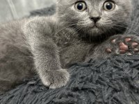 British shorthair 3 aylık