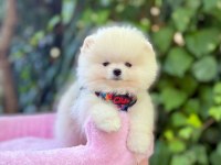 Safkan Pomeranian Boo Yavrularımız