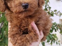 Pafuduk pafuduk poodle yavrular sizleri bekliyor