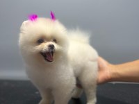 POMERANIAN BOO AYI SURAT
