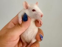 Bebek Ratlar 1.5k