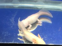 25 Cm Damızlık Çift Aksolotl