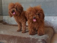 IRK VE SAĞLIK GARANTİLİ POODLE BEBEKLERİMİZ