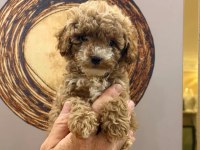Toy Poodle Yavru Köpeklerimiz