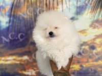 Sağlık ve ırk garantili pomeranian