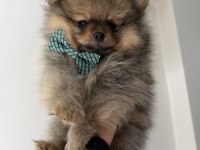 Pomeranian boo dişi erkek uygun