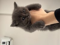 Özel ırk scottish fold