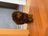 Chocalatte maltipoo