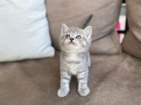 British shorthair kardeşler