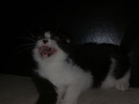 Bicolor Scottish Fold Shorthair iki kardeş