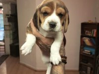 Sahibinden beagle yavru
