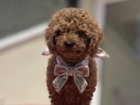 4 AYLIK DİŞİ RED BROWN TOY POODLE