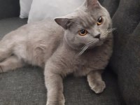 Oyuncu kedimiz duman british shorthair