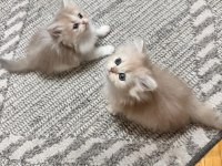 British Longhair Yavrular