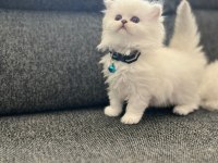 Safkan British Longhair Ve Fold Yavrular