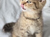 Bal Gibi British Longhair Bebekler Aile Arıyor