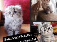 2 Aylık Güzel Tatlı Kediler