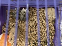 Gonzalez hamster