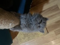 British longhair kedimiz