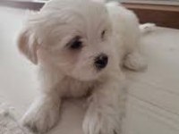 Maltese Terrier Sıfır Numara Büyümeyen Yavrularım